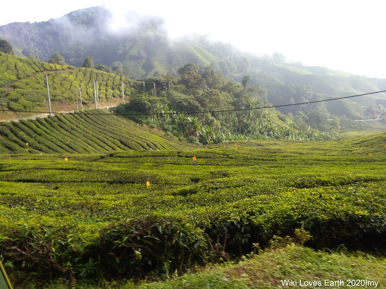 Tea terraces at the BOH Sungei Palas plantation, Cameron Highlands